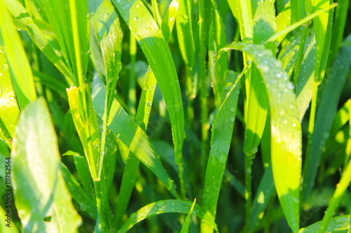 Drops of dew on green grass