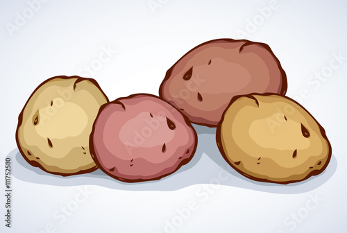 Potato. Vector drawing