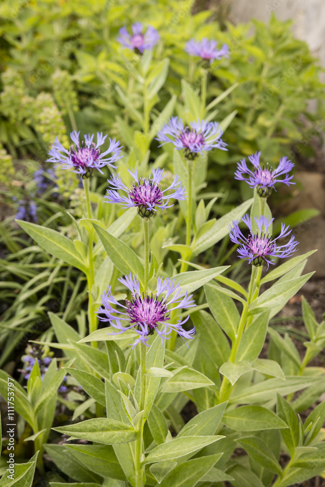 cornflowers flower growing in the garden