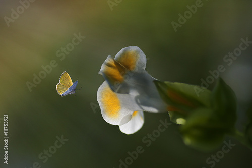 Closeup yellow butterfly flying to the yellow flower