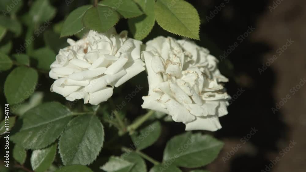 Rosa bianca Rosa bianca