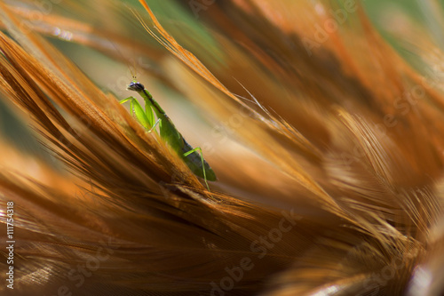 macro shot of green praying mantis / mantis religiosa on feathers
