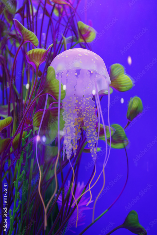 Obraz premium jellyfish
