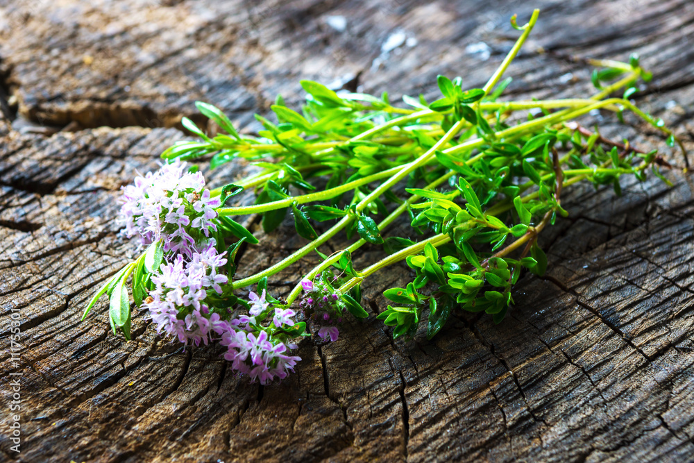 Summer savory (Satureja hortensis)