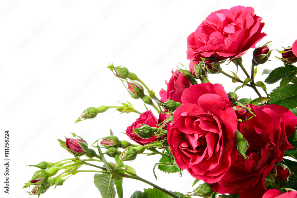 Obraz premium Róża wspinaczkowa