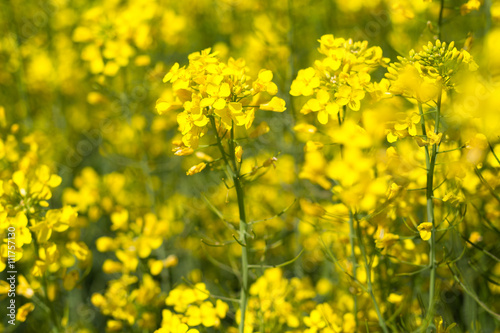 canola field on a sunny blue sky day