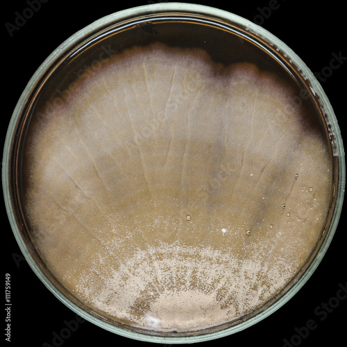 Brown Mold Contamination On Agar Plate Petri Dish Stock Photo Adobe Stock