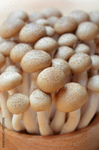 brown shimeji mushrooms or enokitake mushrooms in wooden bowl  fresh shimeji mushrooms