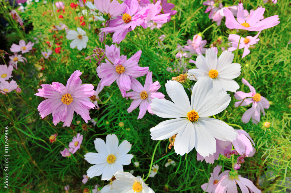 Obraz premium Cosmos flowers blooming in the garden