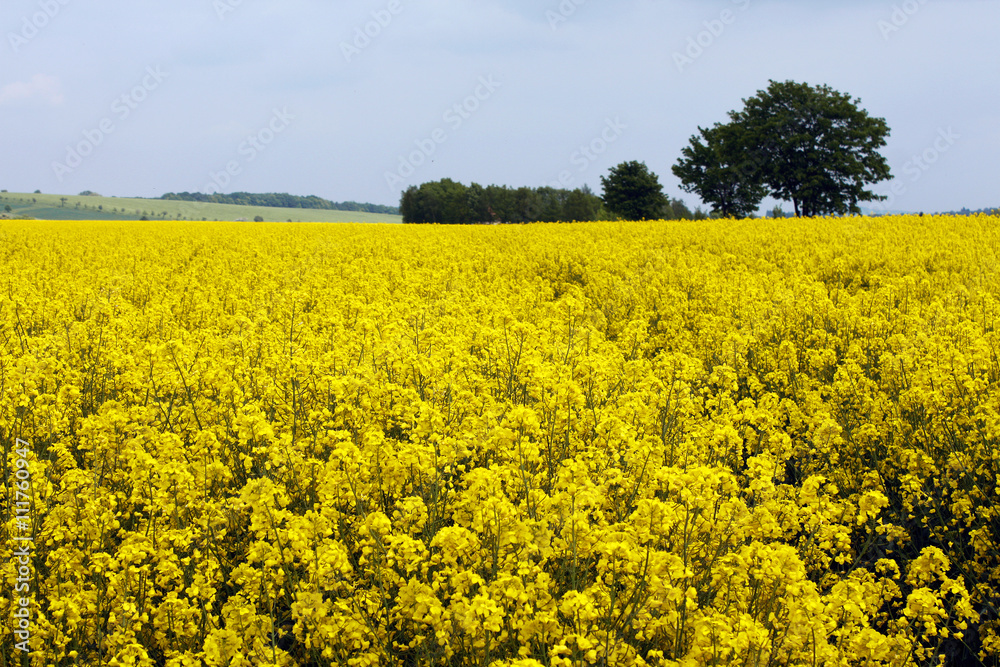 yellow canola blooming field in spring agriculture