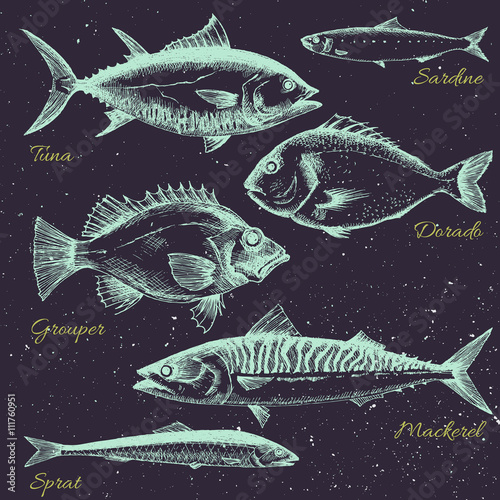 Hand drawn sea life