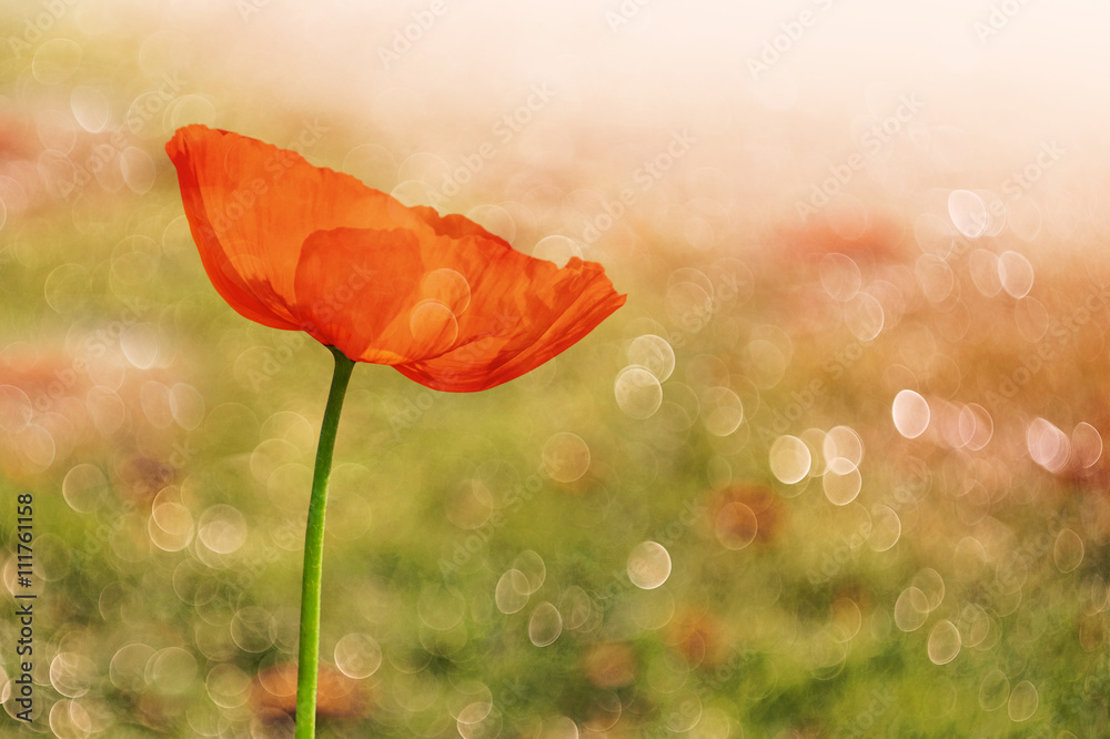 Φωτογραφία Poppy Flower in Summer Spring / Poppy Flower Blooming in the Garden with Morning