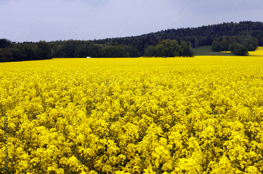 yellow canola blooming field in spring agriculture yellow canola blooming field in spring agriculture