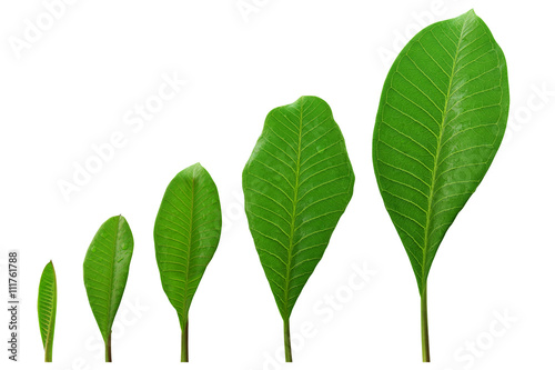 Green Leaf Step/ Green Leave Growth Step Isolated