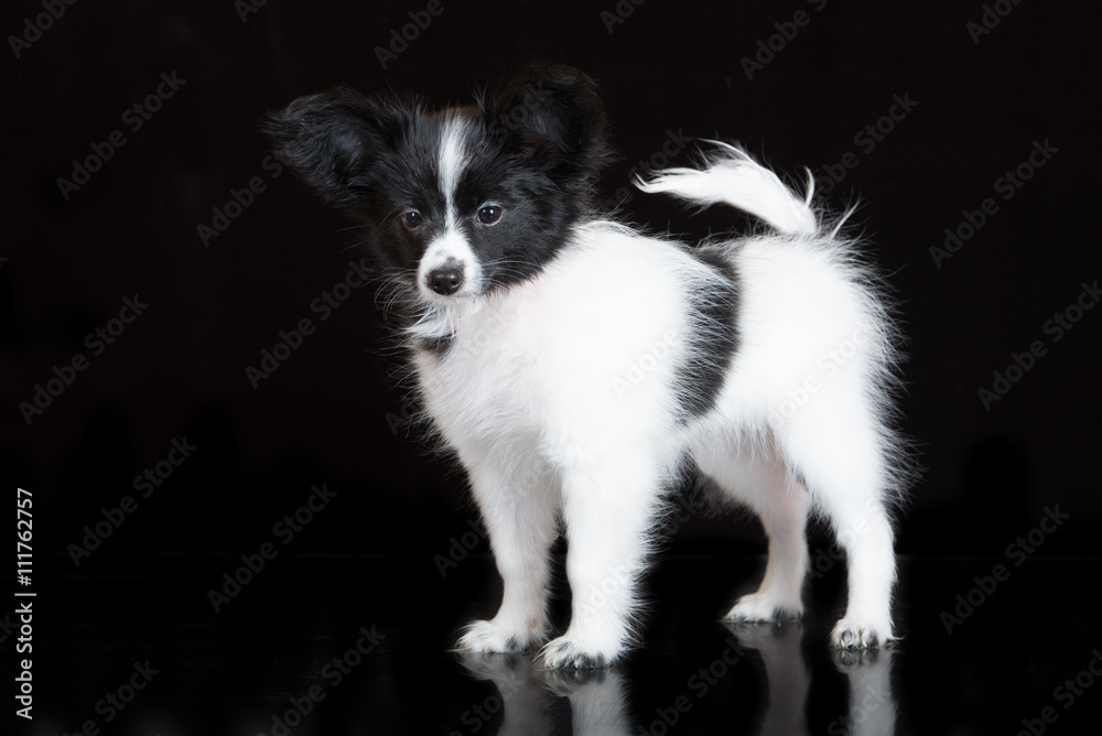 papillon puppy standing on white 