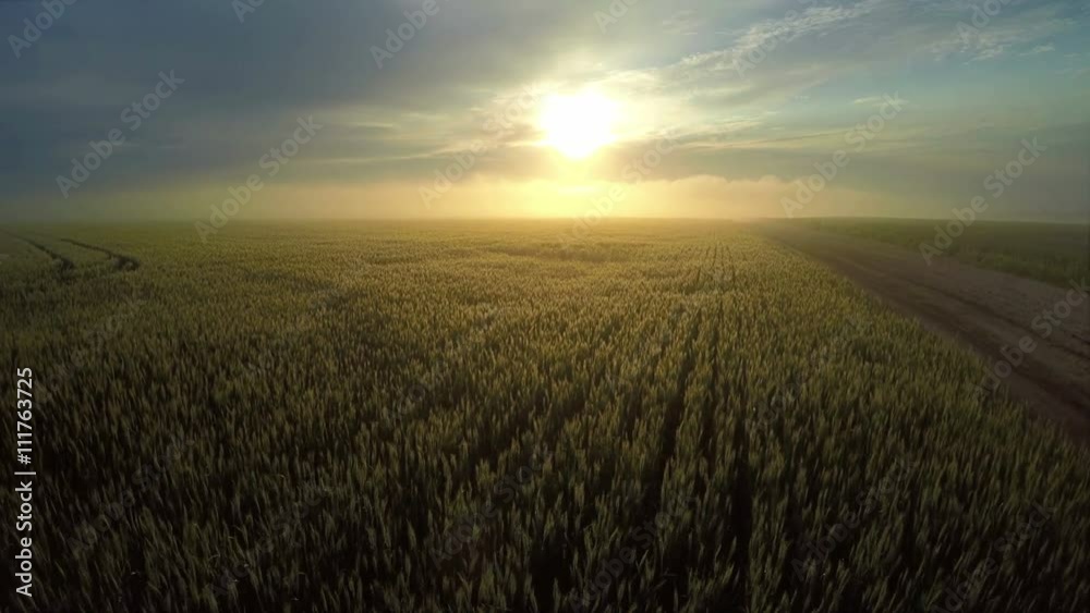 AERIAL, flight above wheat field through the morning foggy sunrise in rural countryside, misty clouds AERIAL, flight above wheat field through the morning foggy sunrise in rural countryside, misty clouds