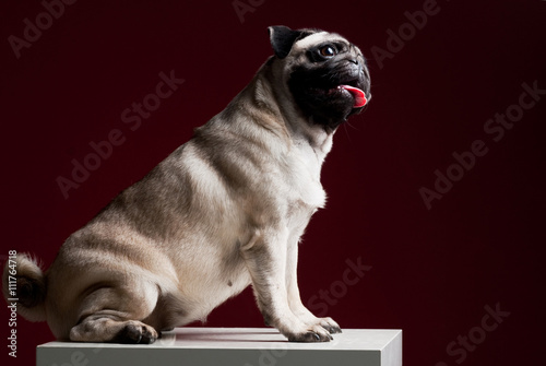 Photography Smart pug