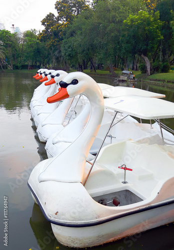 Swan paddle boats