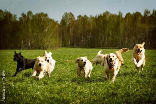 large group of dogs Golden retrievers running photo