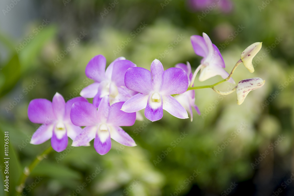Purple orchids on natural green background Purple orchids on natural green background