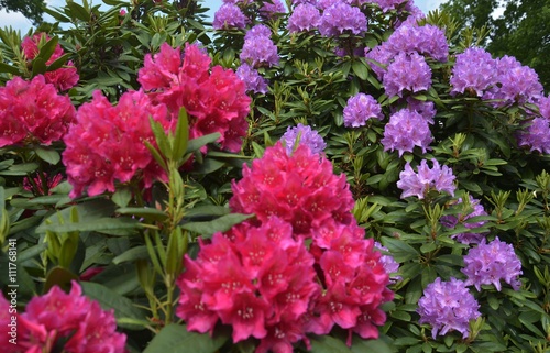 Rhodedendron