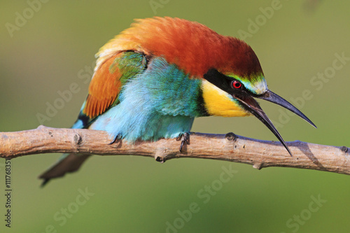 colorful bird on a branch shouts