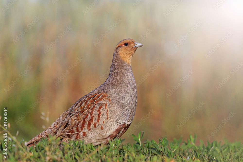 Naklejka premium Grey partridge in a beautiful sunlight with sunny hotspot