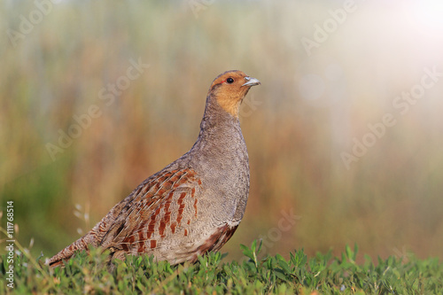 Fotomurale Grey partridge in a beautiful sunlight with sunny hotspot