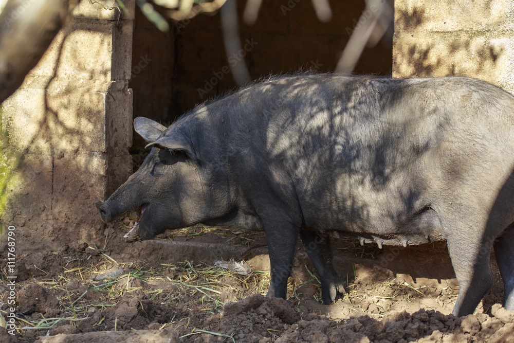 Black Iberian sow is eating a potato. Breeding pigs in organic livestock Black Iberian sow is eating a potato. Breeding pigs in organic livestock