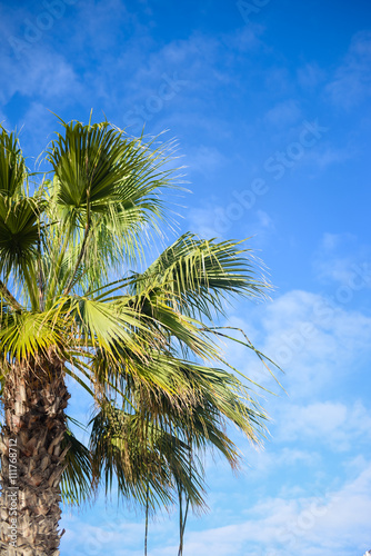 View of palm tree leaves over blue sunny sky