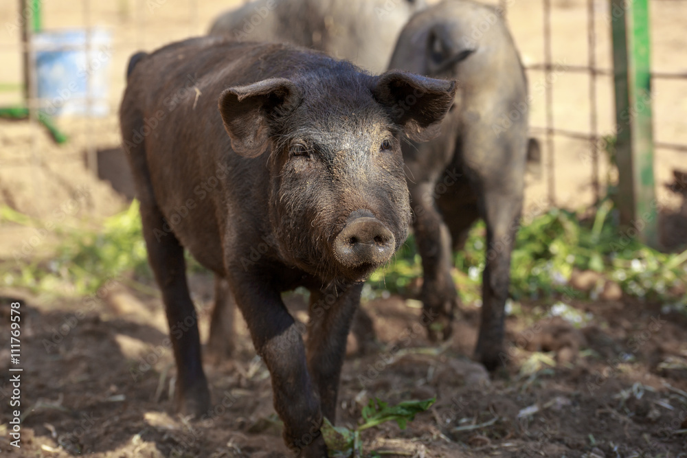 Young Black Iberian pig walking to camera. Organic livestock Young Black Iberian pig walking to camera. Organic livestock