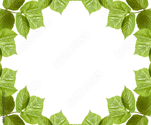 frame of raspberry leaves. isolated on white background