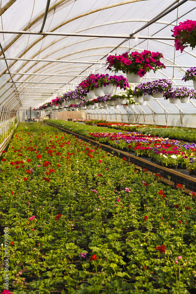 Flowers in greenhouse in spring Flowers in greenhouse in spring