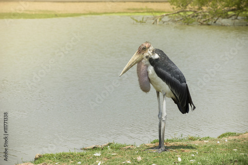 Marabou stork standing beside the pond in a sunny day.