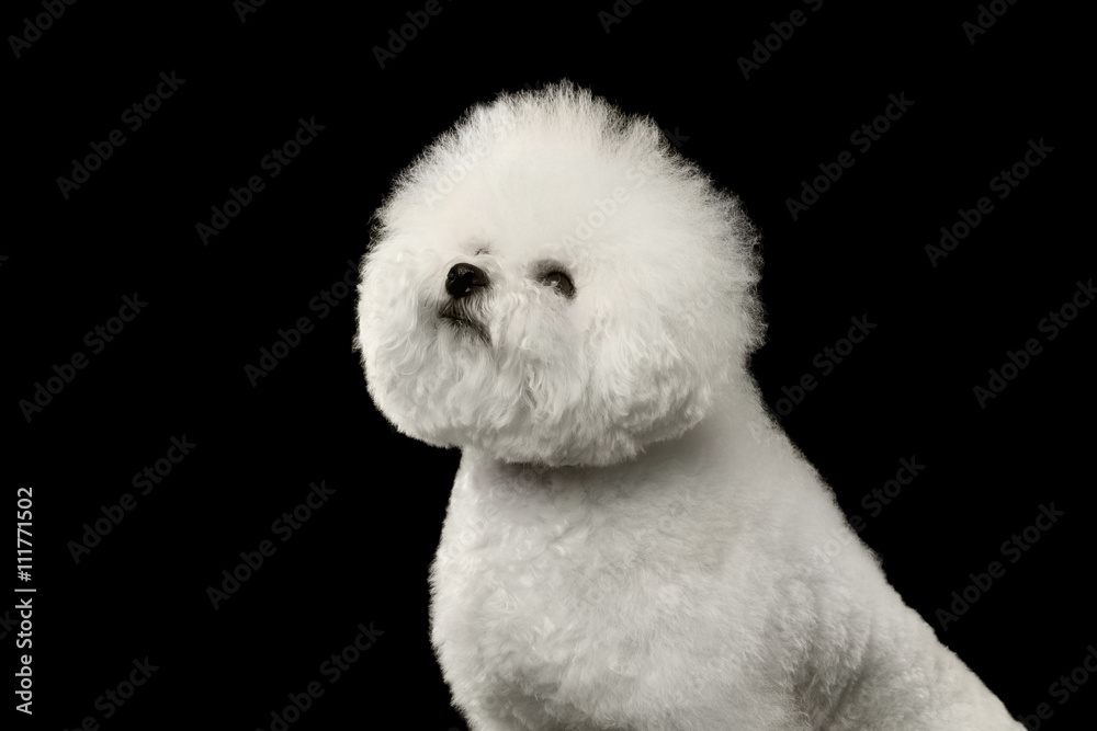 Closeup Purebred White Bichon Frise Dog Sitting and proudly looking up isolated Black Background Closeup Purebred White Bichon Frise Dog Sitting and proudly looking up isolated Black Background
