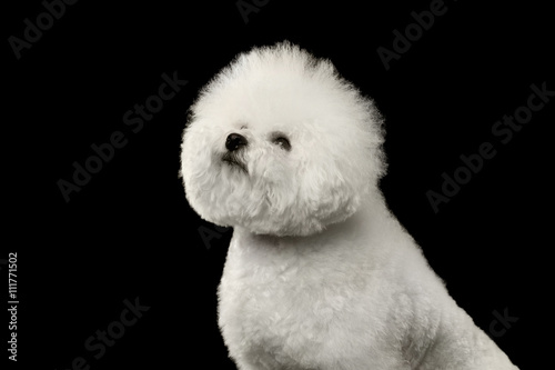 Photo Closeup Purebred White Bichon Frise Dog Sitting and proudly looking up isolated