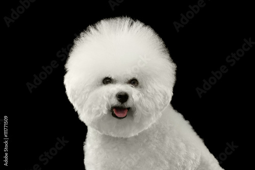 Closeup Portrait of Purebred White Bichon Frise Dog happy looking in Camera isol Fototapeta