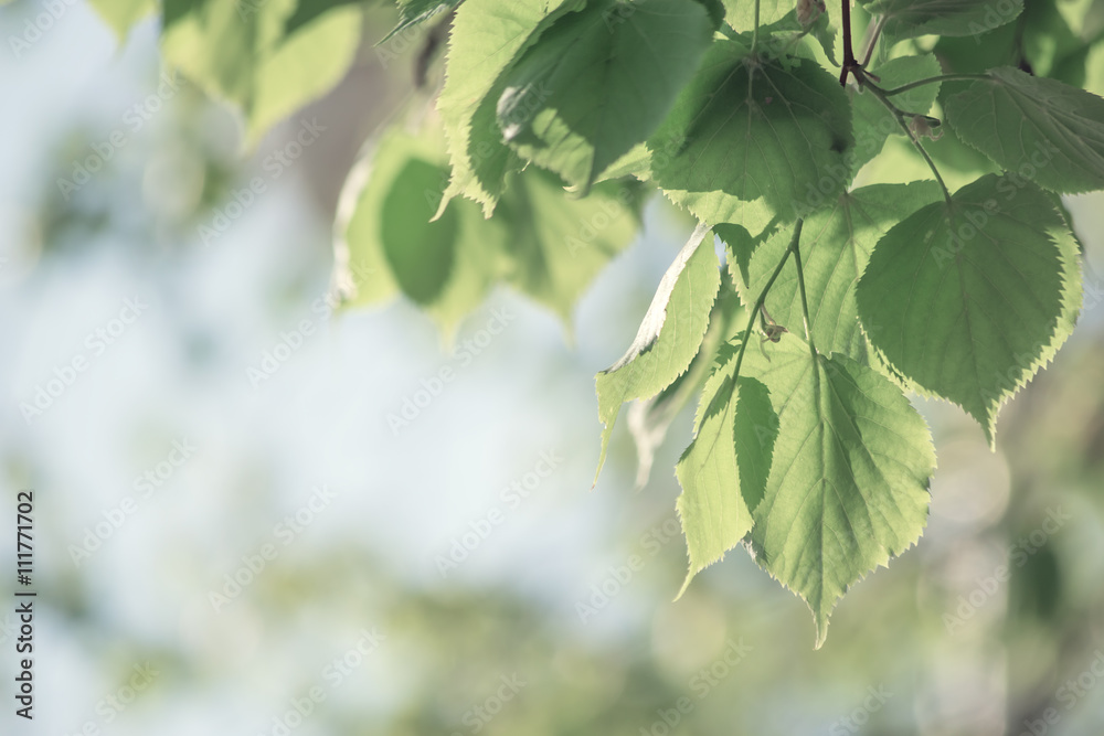 green and blue background with branch of linden tree green and blue background with branch of linden tree
