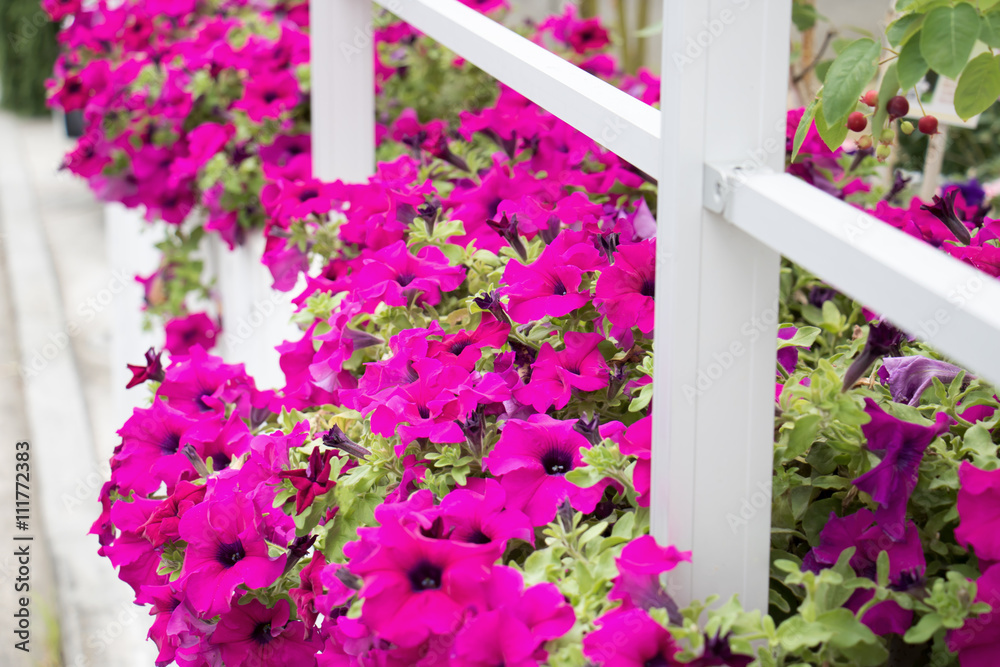 Fototapeta premium ピンク色の花