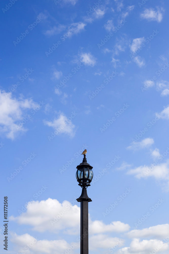 One little bird sitting at electric lamp at blue sky background One little bird sitting at electric lamp at blue sky background
