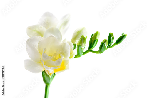 Fototapeta Naklejka Na Ścianę i Meble -  white freesia flower isolated macro