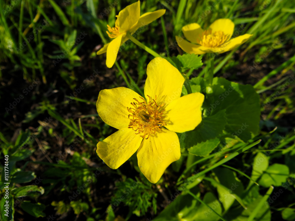 Fototapeta premium Marsh Marigold (Caltha palustris) on spring