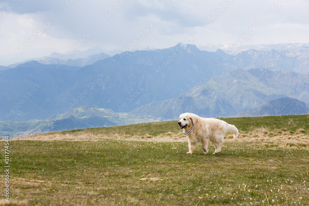 Labrador in the mountains