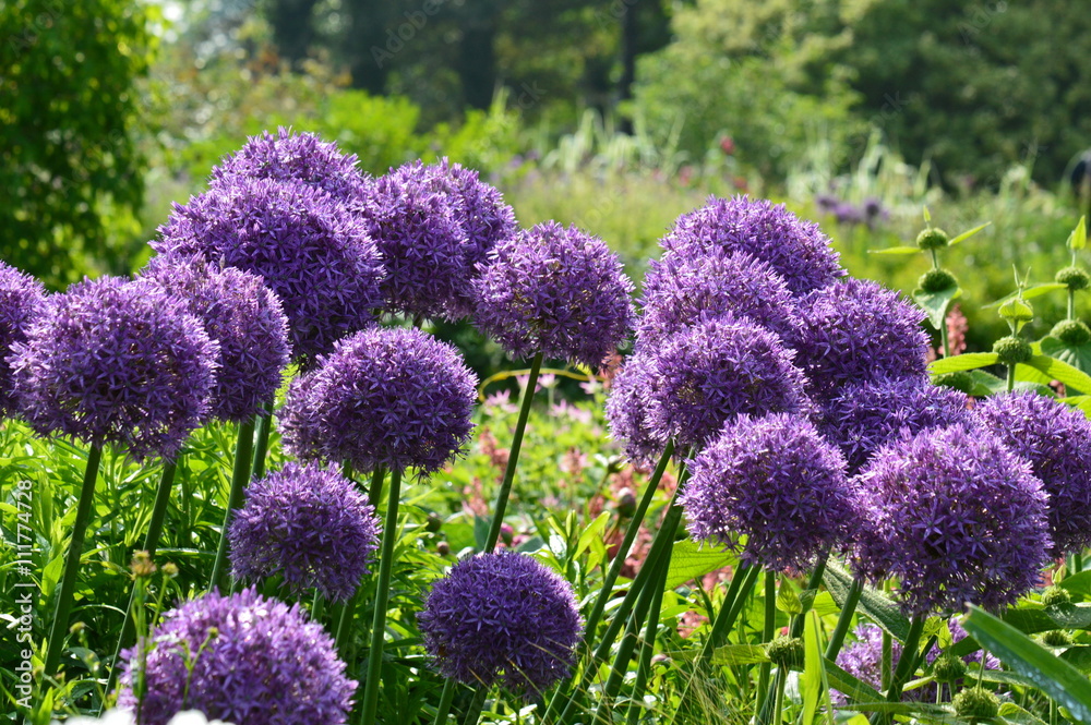 Obraz premium Allium