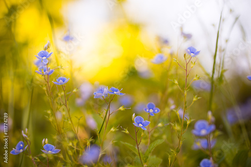 Ehrenpreis (Veronica) im Frühling, Nahaufnahme 