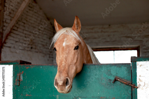 horse in the stable