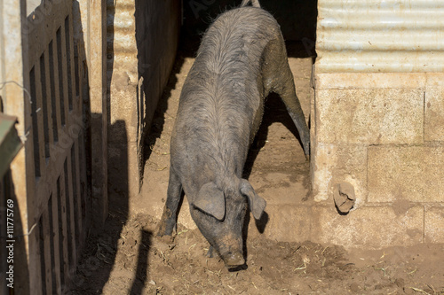 A muddy young Black Iberian pig gets out to the yard that is next to the pigsty. Organic livestock