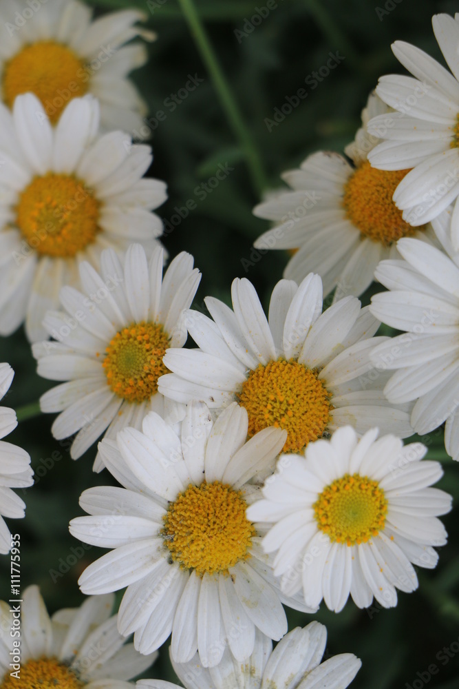 Weiße Margeriten StockFoto Adobe Stock