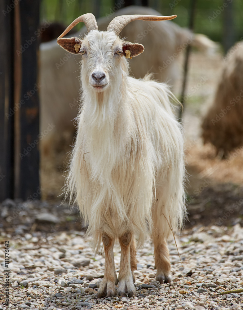Obraz premium White goat outdoor