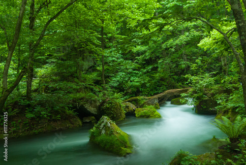 奥入瀬 / 渓流 / 新緑